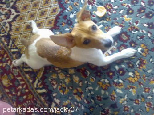 jacky Erkek Jack Russell Terrier