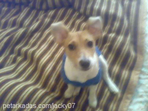 jacky Erkek Jack Russell Terrier