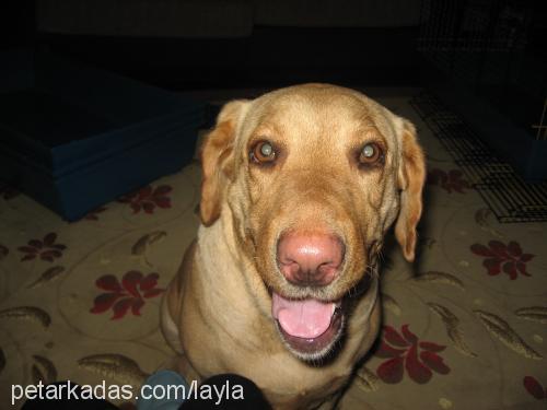 LAYLA Dişi Labrador Retriever