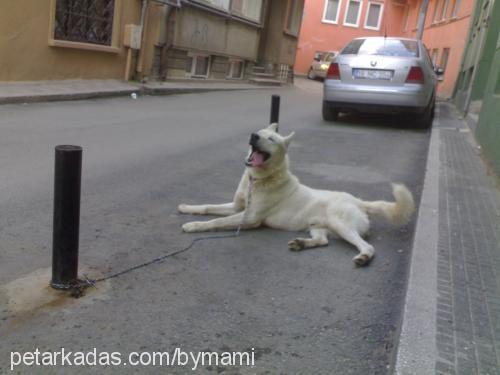 paşa Erkek Sibirya Kurdu (Husky)