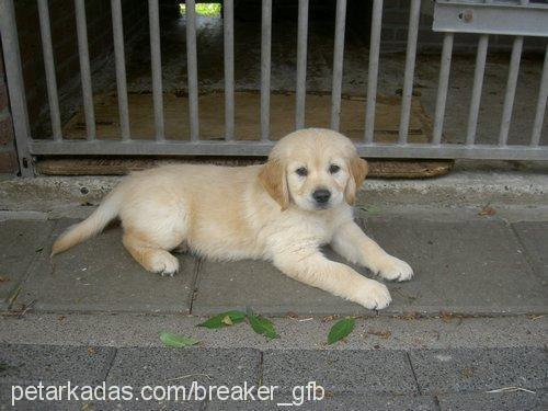 Mykee Erkek Golden Retriever