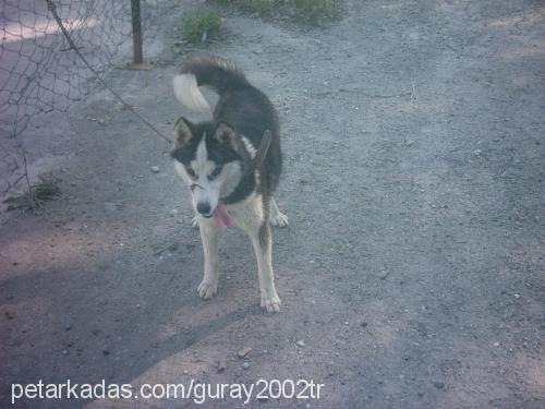 Bambam Dişi Sibirya Kurdu (Husky)