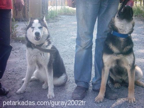 Çakıl Dişi Alman Çoban Köpeği