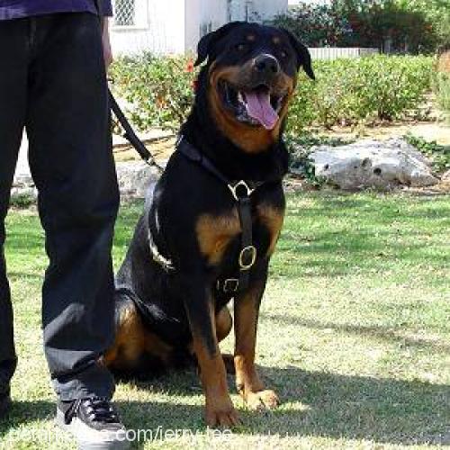 Jerry Lee Erkek Rottweiler