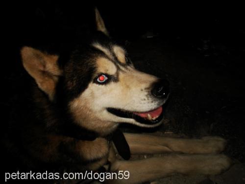 Chucky Erkek Sibirya Kurdu (Husky)