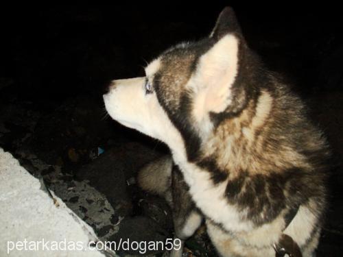 Chucky Erkek Sibirya Kurdu (Husky)