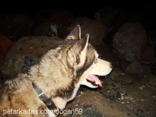 Chucky Erkek Sibirya Kurdu (Husky)