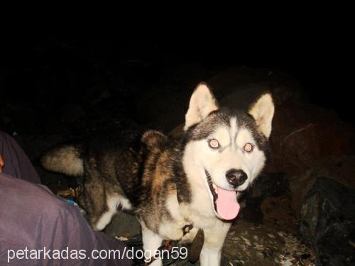 Chucky Erkek Sibirya Kurdu (Husky)