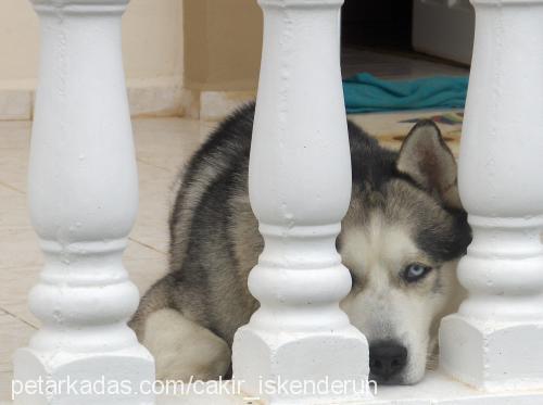 Çakır Erkek Sibirya Kurdu (Husky)