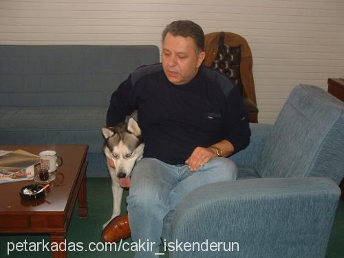 Çakır Erkek Sibirya Kurdu (Husky)