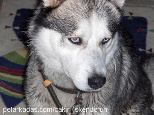 Çakır Erkek Sibirya Kurdu (Husky)