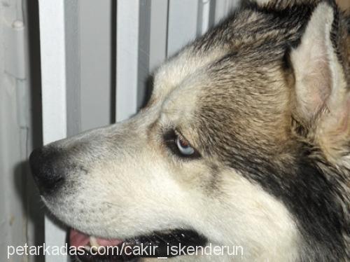 Çakır Erkek Sibirya Kurdu (Husky)