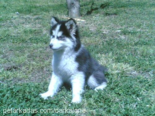 ıce Dişi Alaskan Malamute