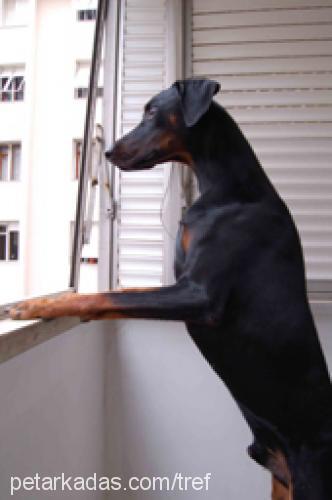 tref Erkek Doberman Pinscher