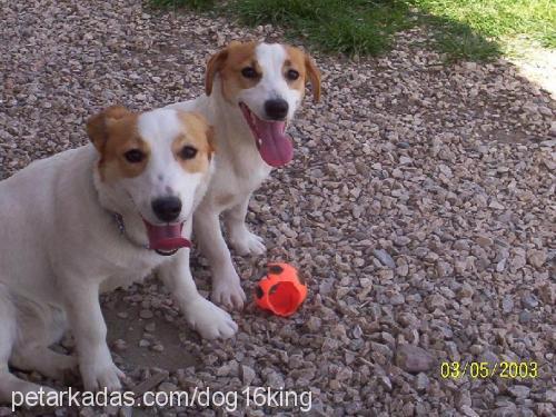 RUKİYE-KEZBAN Dişi Jack Russell Terrier