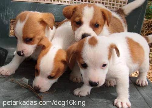 RUKİYE-KEZBAN Dişi Jack Russell Terrier