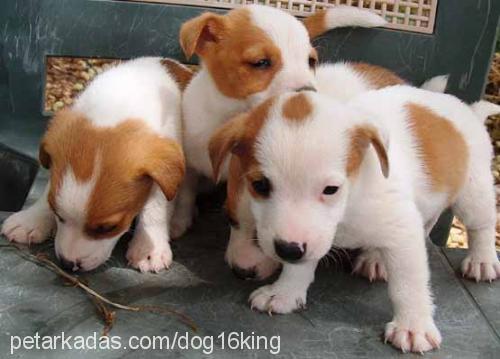 RUKİYE-KEZBAN Dişi Jack Russell Terrier