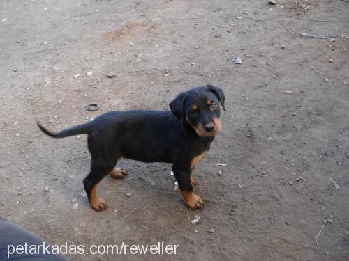 hera Dişi Rottweiler