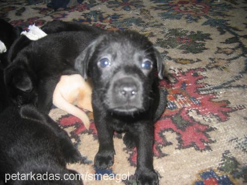 psyduck Dişi Labrador Retriever