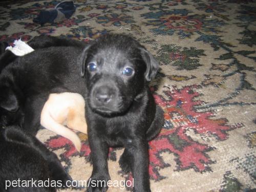 psyduck Dişi Labrador Retriever