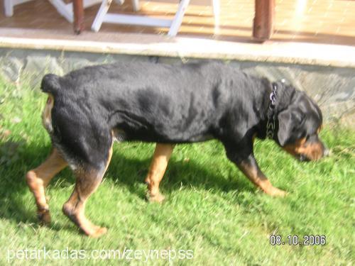 ares Erkek Rottweiler