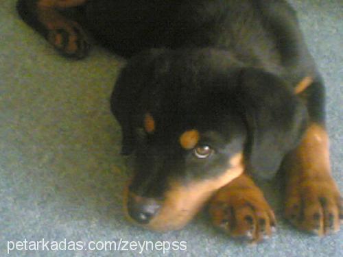 ares Erkek Rottweiler