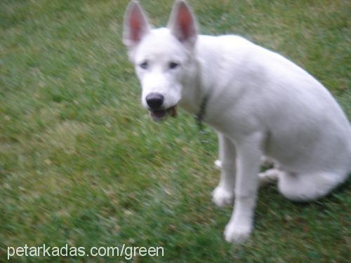 cream Erkek Sibirya Kurdu (Husky)