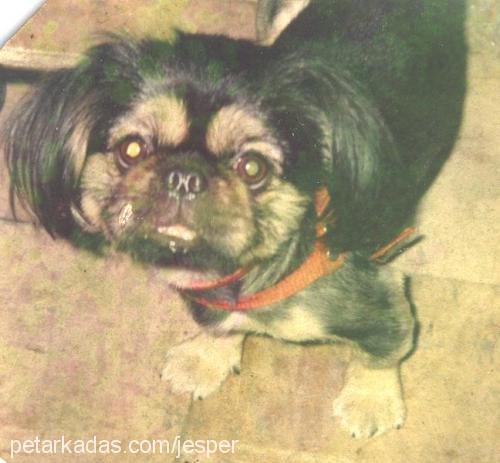 Jesper Erkek Pekingese