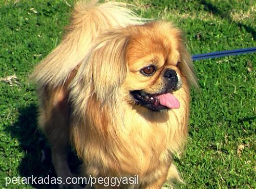 Orty Erkek Pekingese