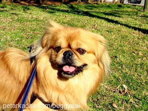 Orty Erkek Pekingese