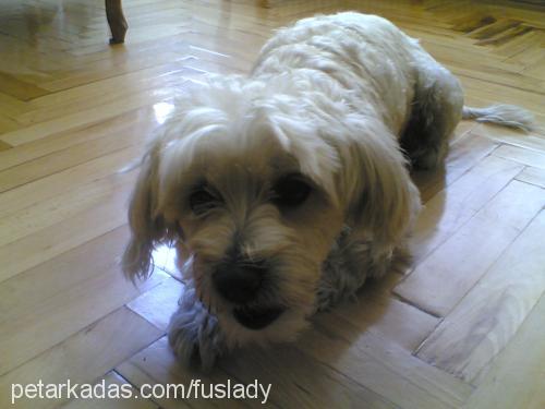 lady Dişi West Highland White Terrier