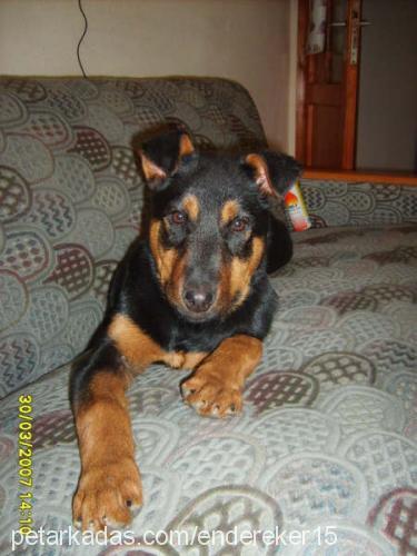 Odii Dişi Rottweiler