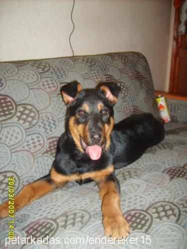 Odii Dişi Rottweiler