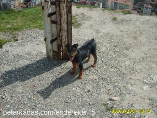 Odii Dişi Rottweiler