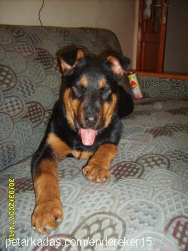 Odii Dişi Rottweiler