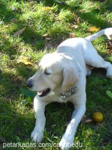 carlo Erkek Golden Retriever