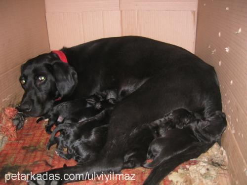 sera Dişi Labrador Retriever