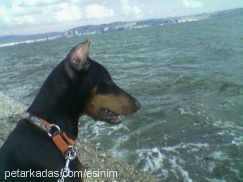 ares Erkek Doberman Pinscher