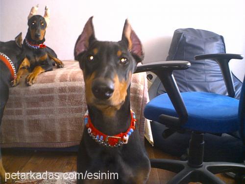 ares Erkek Doberman Pinscher