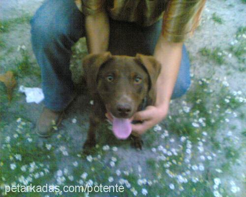 coffea Erkek Labrador Retriever