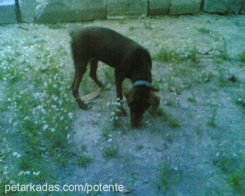 coffea Erkek Labrador Retriever