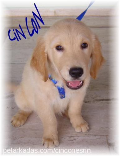 cincon Erkek Golden Retriever