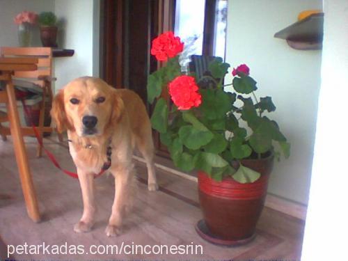 cincon Erkek Golden Retriever