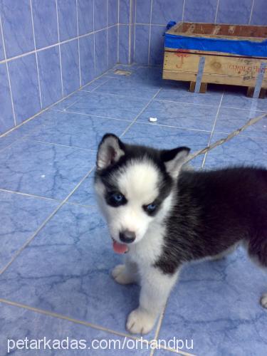 hera Dişi Sibirya Kurdu (Husky)