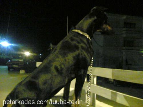 PAŞA Erkek Doberman Pinscher