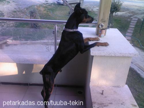 PAŞA Erkek Doberman Pinscher