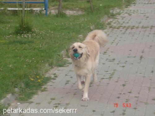 haydut Erkek Golden Retriever