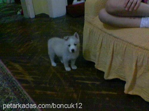 boncuk Dişi Sibirya Kurdu (Husky)