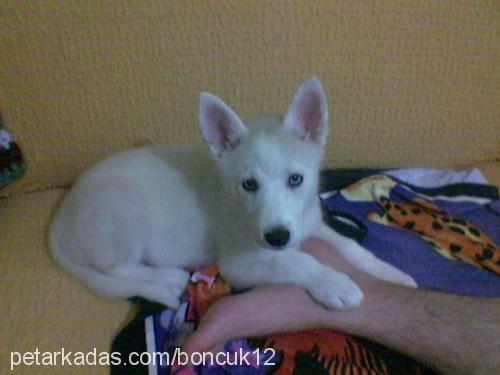 boncuk Dişi Sibirya Kurdu (Husky)