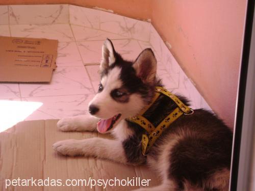 Mozart Erkek Sibirya Kurdu (Husky)